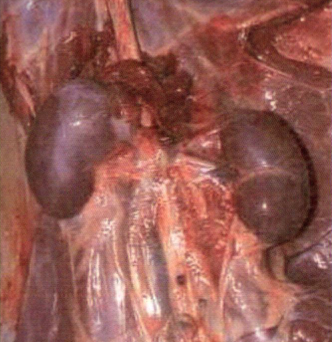 Nieren (zonder vet)